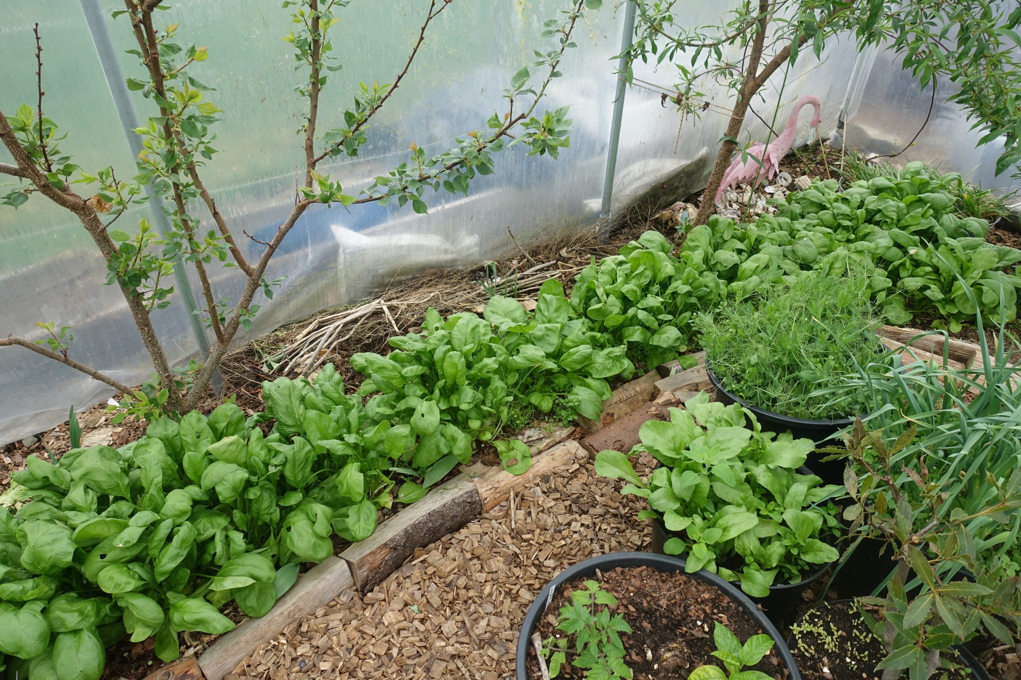 Growing Leafy Greens in Winter Sara's Kitchen Garden