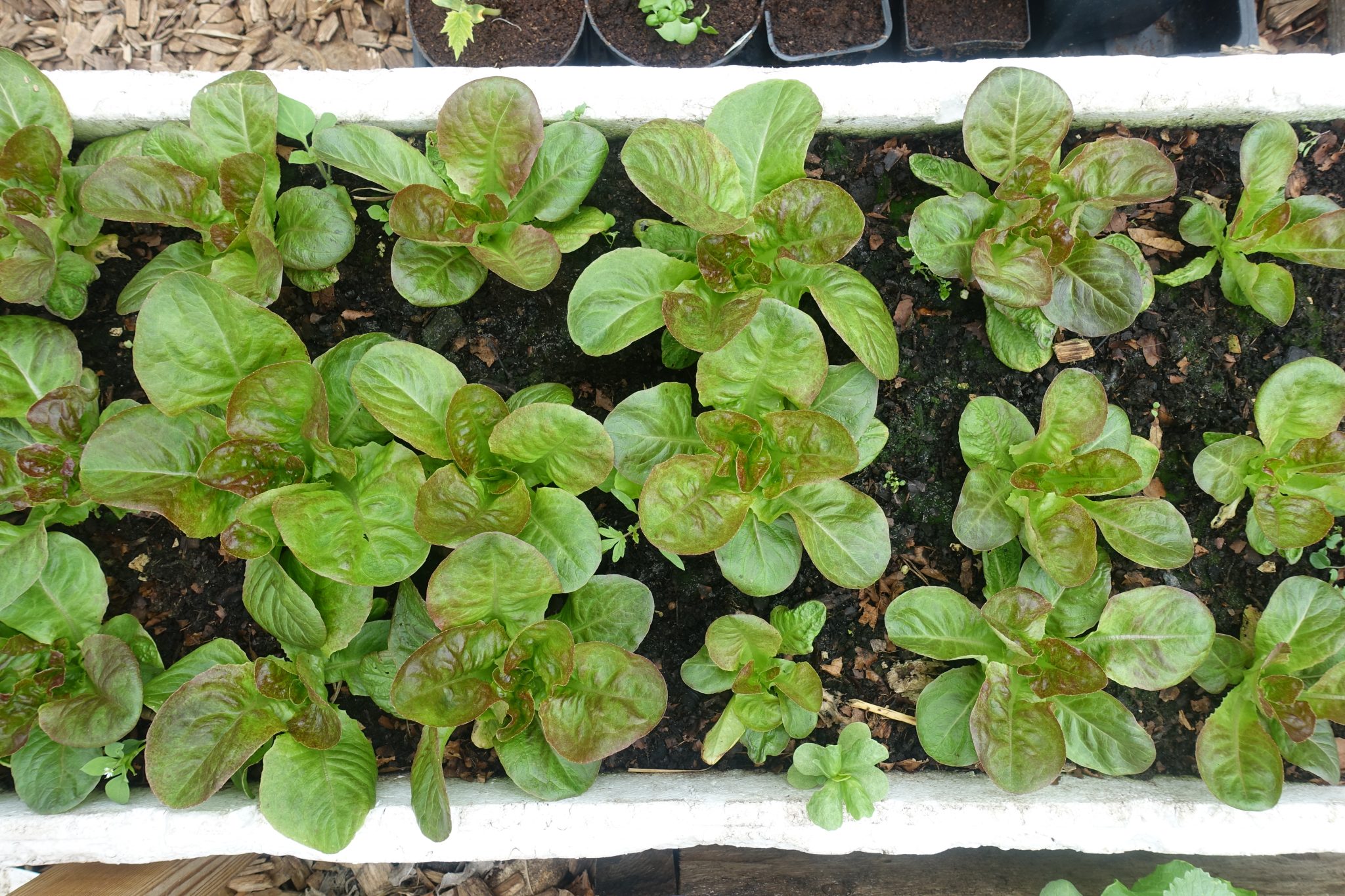 Growing Leafy Greens in Winter Sara's Kitchen Garden