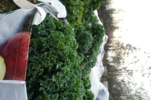 Skördad grönkål i Skillnadens trädgård