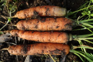 Skördade vintermorötter