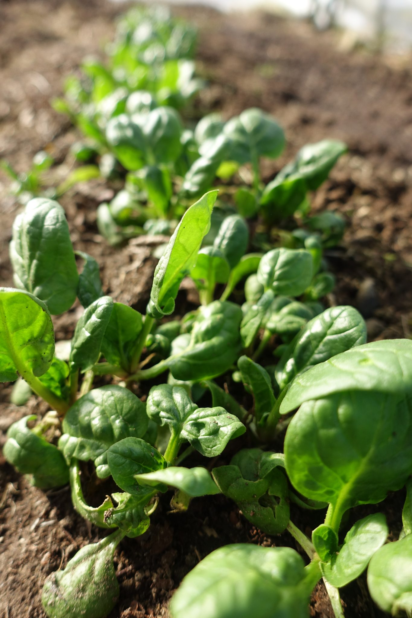 Growing Leafy Greens in Winter Sara's Kitchen Garden