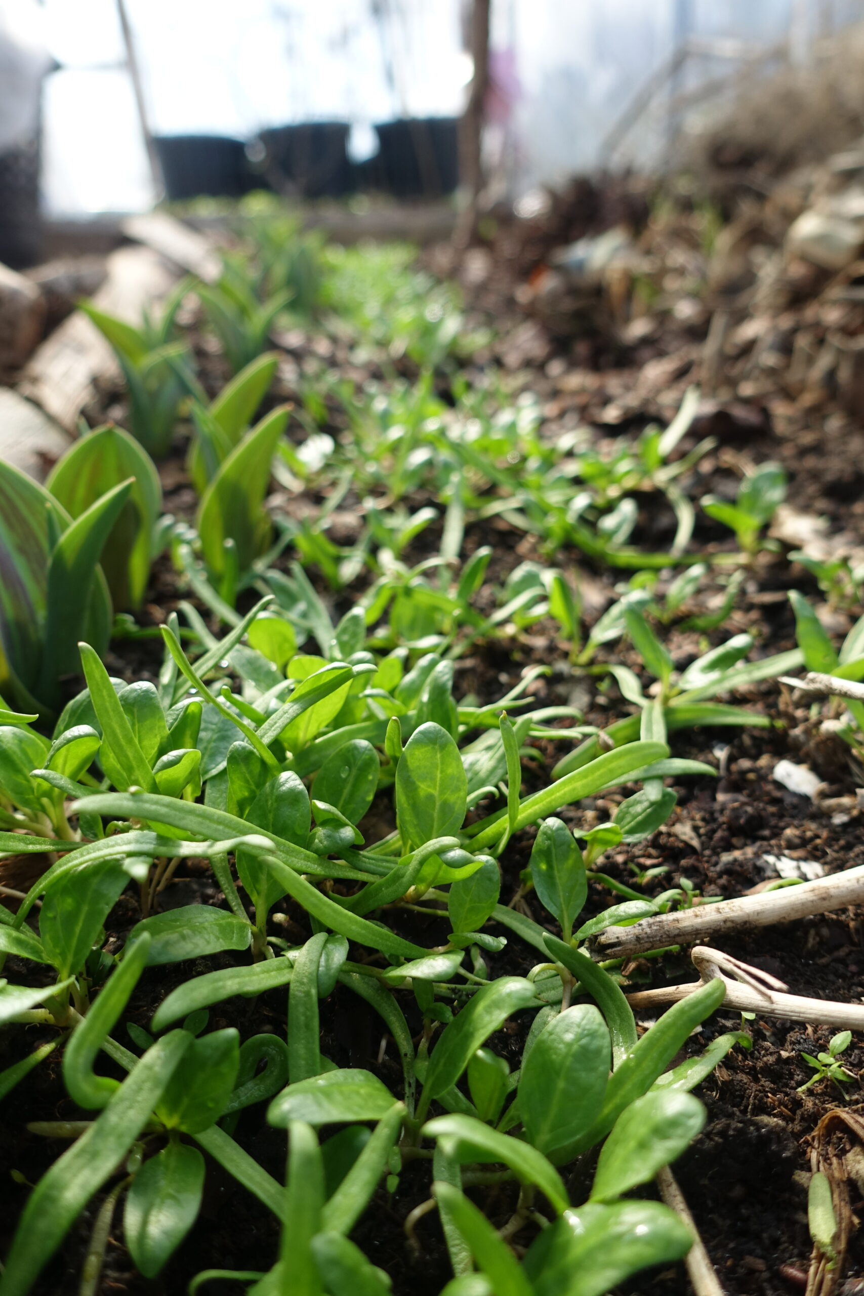 Growing Leafy Greens in Winter Sara's Kitchen Garden