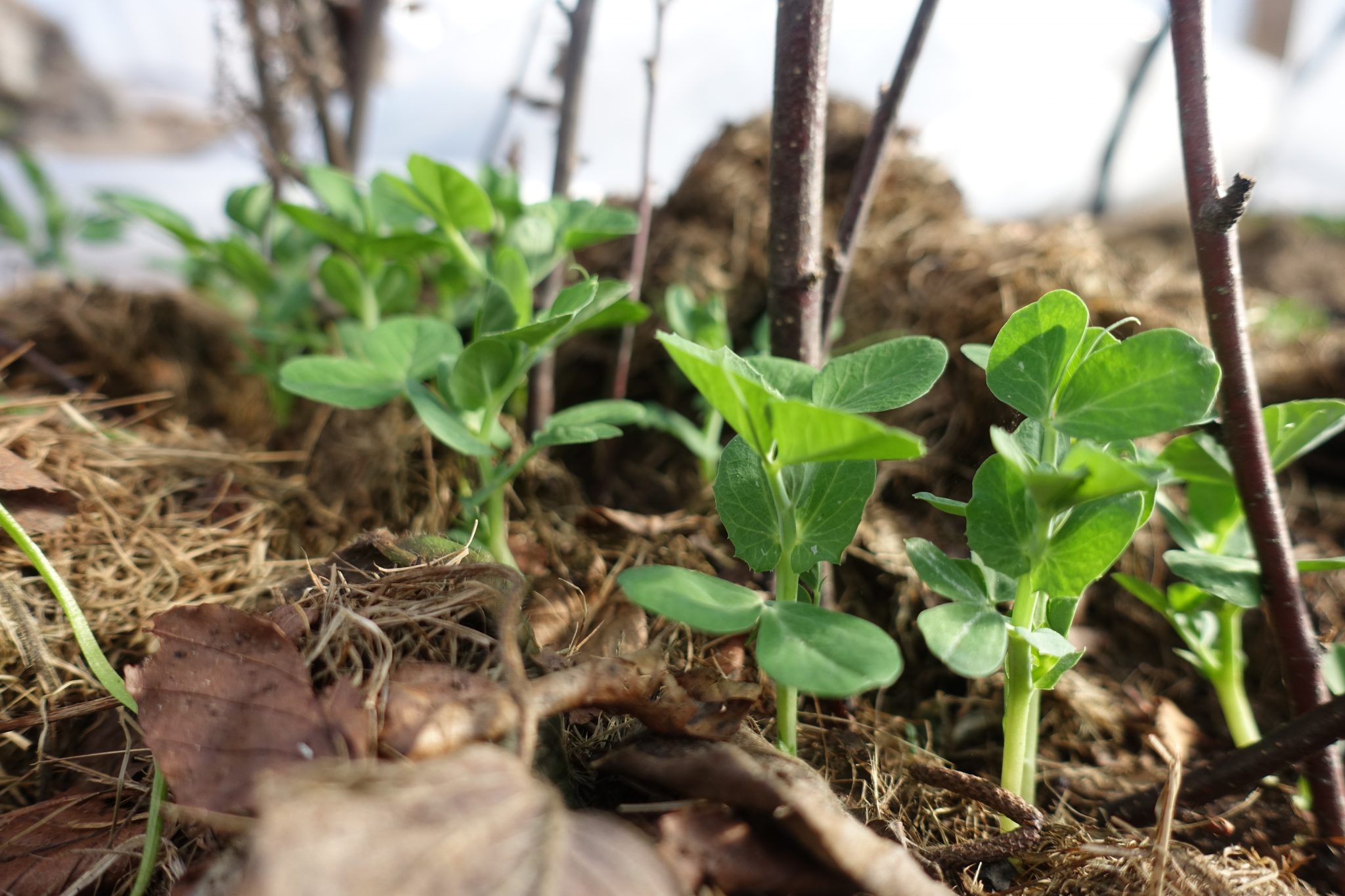 Growing Leafy Greens in Winter Sara's Kitchen Garden