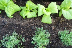 En plantering sedd ovanifrån med ljust gröna plantor och kluster av dill.