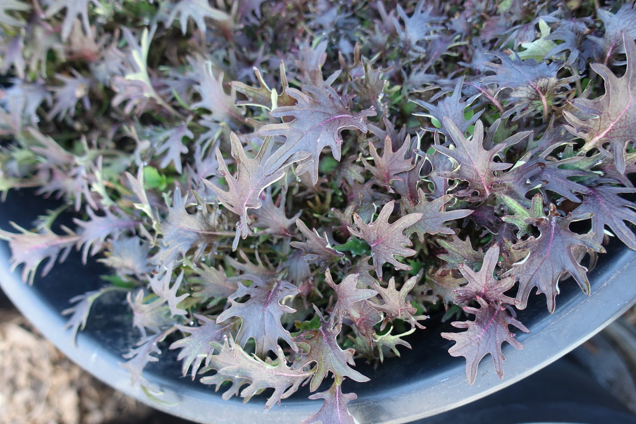 Growing Leafy Greens in Winter Sara's Kitchen Garden