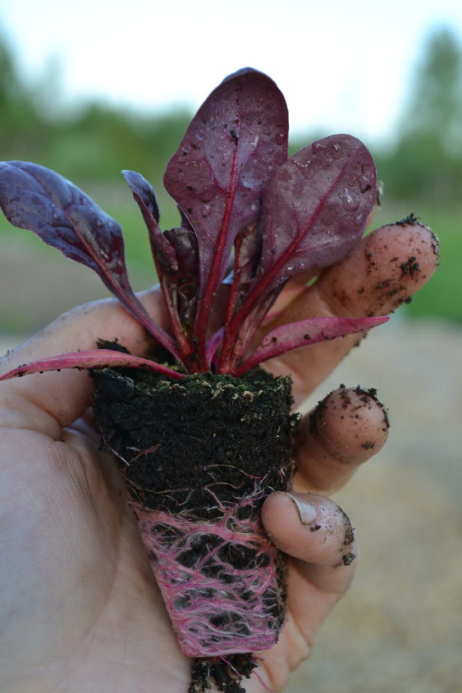 My favorite leaves How to grow baby spinach Sara's Kitchen Garden