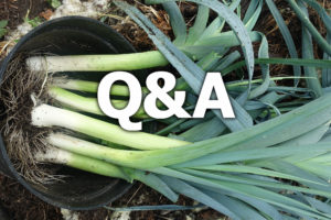 Nyskördad purjolök