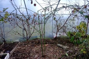 En trist bild på en planta med några grenar.