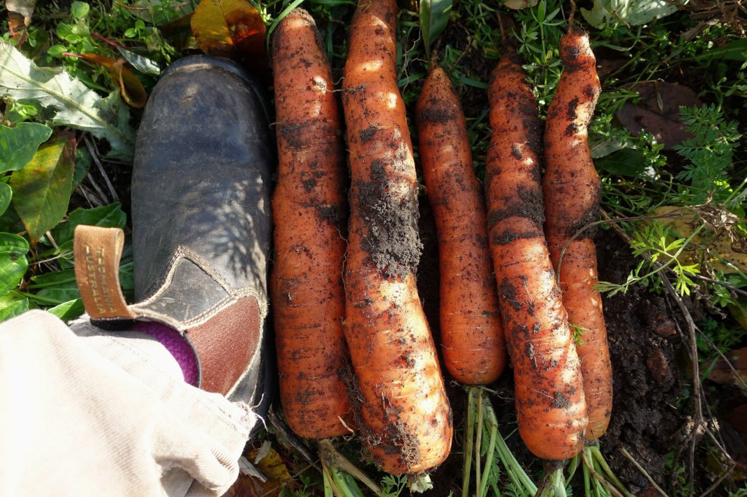 Vintermorötter på marken bredvid en jordig sko. Store carrots, winter carrots next to a foot. 
