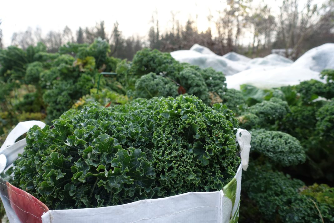 En kasse med nyskördad grönkål. Freeze kale, a large bag of newly harvested kale.