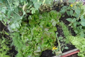 En pallkrage fotograferad ovaifrån.