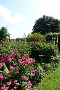 Rosa dahlior och andra sommarblommor i imponerande höjd.