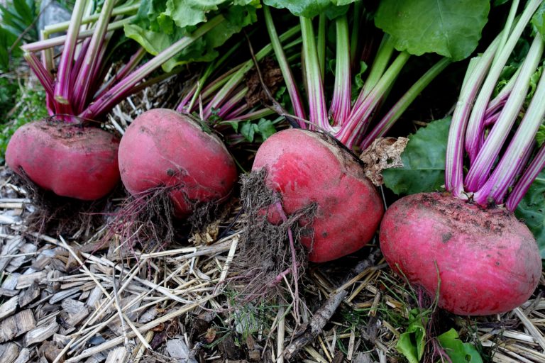 Guide: Winter-Sowing Beets – Sara's Kitchen Garden