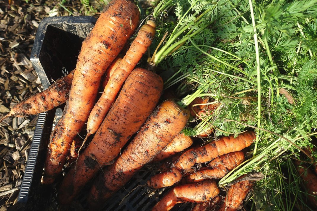 Stora vintermorötter ligger i en svart back. Store carrots, large winter carrots in a crate.