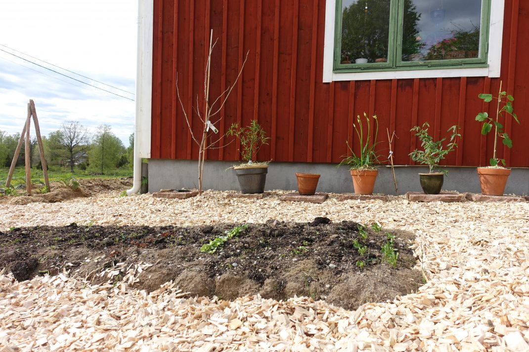 Bild på träflis som omger en odlingsbädd