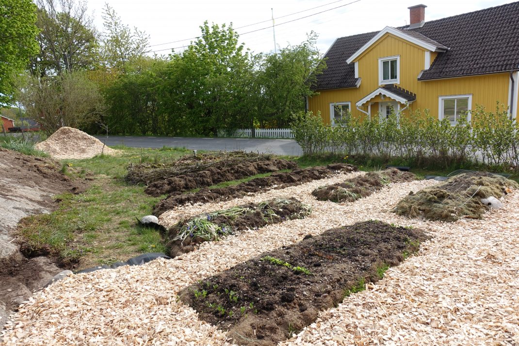 En köksträdgård under uppbyggnad, med bäddar och gångar av ljus träflis. New garden paths, a kitchen garden under construction with beds and