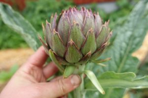 Kronärtskocka i hand