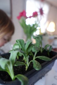 Ett litet tråg med småplantor av kronärtskocka
