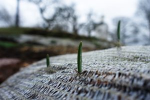 Vitlöksblast tittar upp genom fiberduk