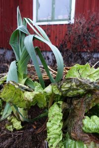 Övervintrad purjolök i odlingsbädd