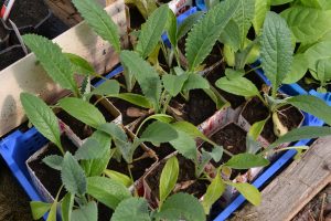 Förodlade plantor av kronärtskocka i mjölkkartonger