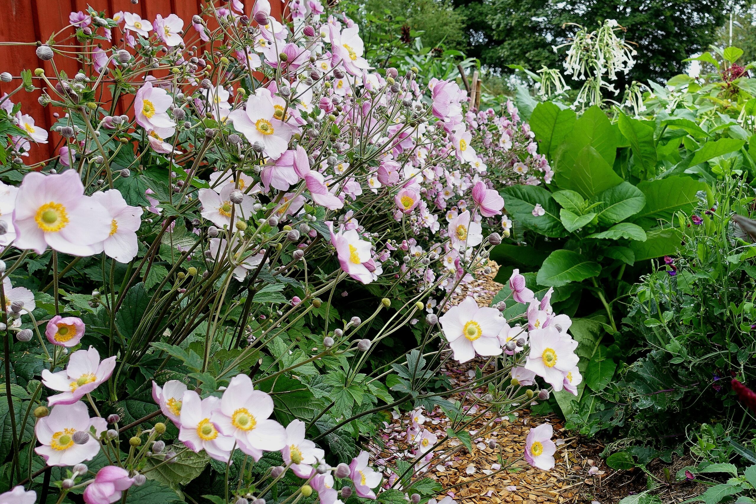 My Beautiful Fall Windflowers – Sara's Kitchen Garden