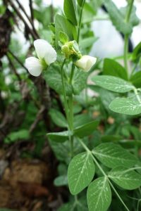 Sockerärter med blommor.