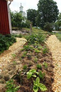 Samma bädd som tidigare, med större plantor.