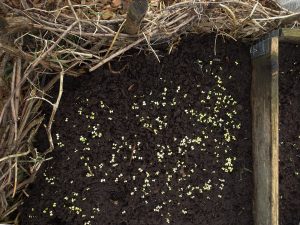 Nysådd rucola tittar upp ur jorden