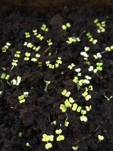De första bladen av ruccolasådden tittar upp