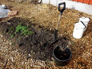 En odlingsbädd med säsongens sista vintersallat