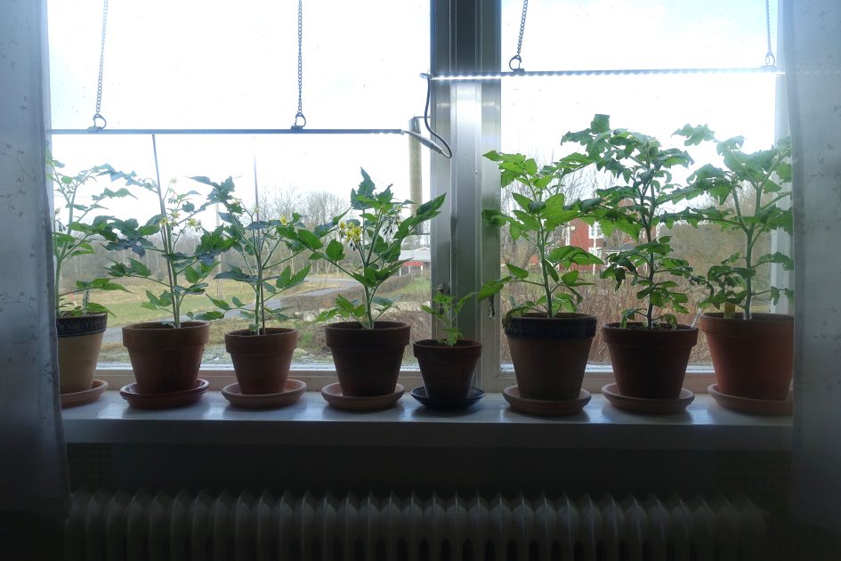 Q&A Growing Windowsill Tomatoes Sara's Kitchen Garden