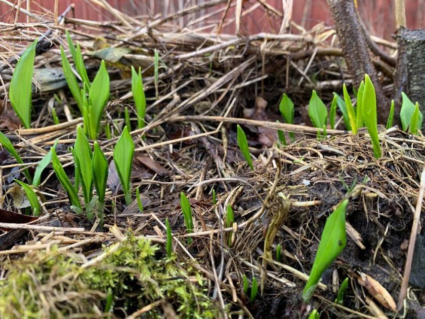 Wild Spring Garlic How to Grow Wild Garlic in Spring - Sara at Skillnaden's