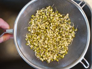 En hand håller ett durkslag med groddar i.