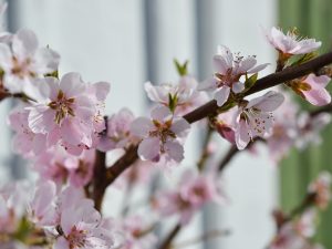 En persikokvist med vackra ljusrosa blommor