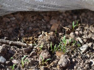 Spenat som grott under en specialfiberduk
