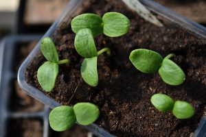 Närbild på melodsådd