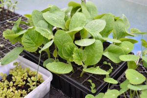 Ett brätte fullt med stora kraftiga melonplantor.