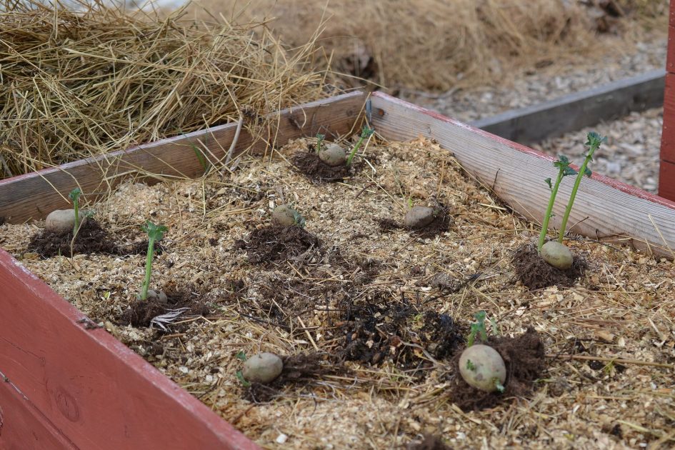 How to Grow Potatoes in a Raised Bed Sara's Kitchen Garden