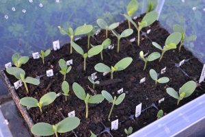 Bild på pluggbrätte med små gröna plantor inuti en back av plast.