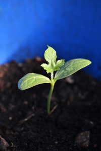 Liten melonplanta i en blå komposttunna