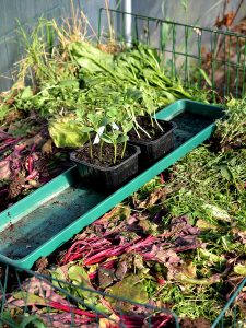 Nysådda melonplantor i komposthögen