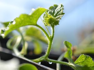 En liten melonplanta slingrar sig upp