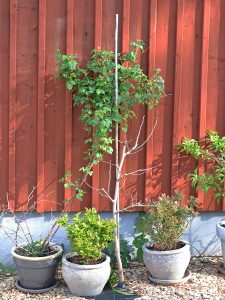 Bärbuskar och plantor i vackra krukor mot en röd husvägg.