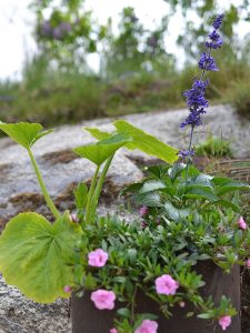 Sommarblommor i en kruka