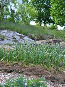 Vitlök i täckodlad bädd
