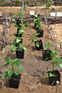 Chiliplantor på en täckodlad bädd, i väntan på utplantering.