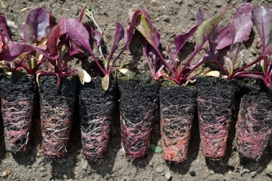 how long does beetroot take to grow from seed