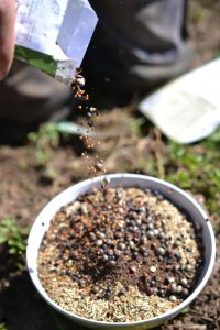 En påse fröer hälls i en skål.