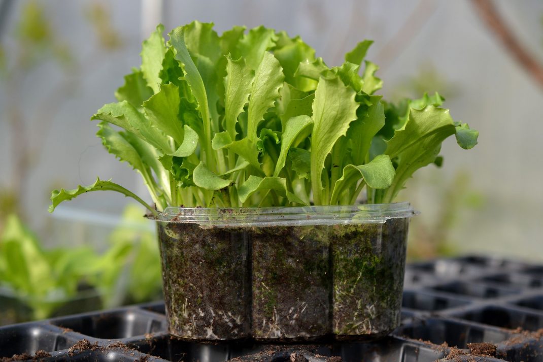 How To Grow Leaf Lettuce In A Pot At Todd Parrish Blog